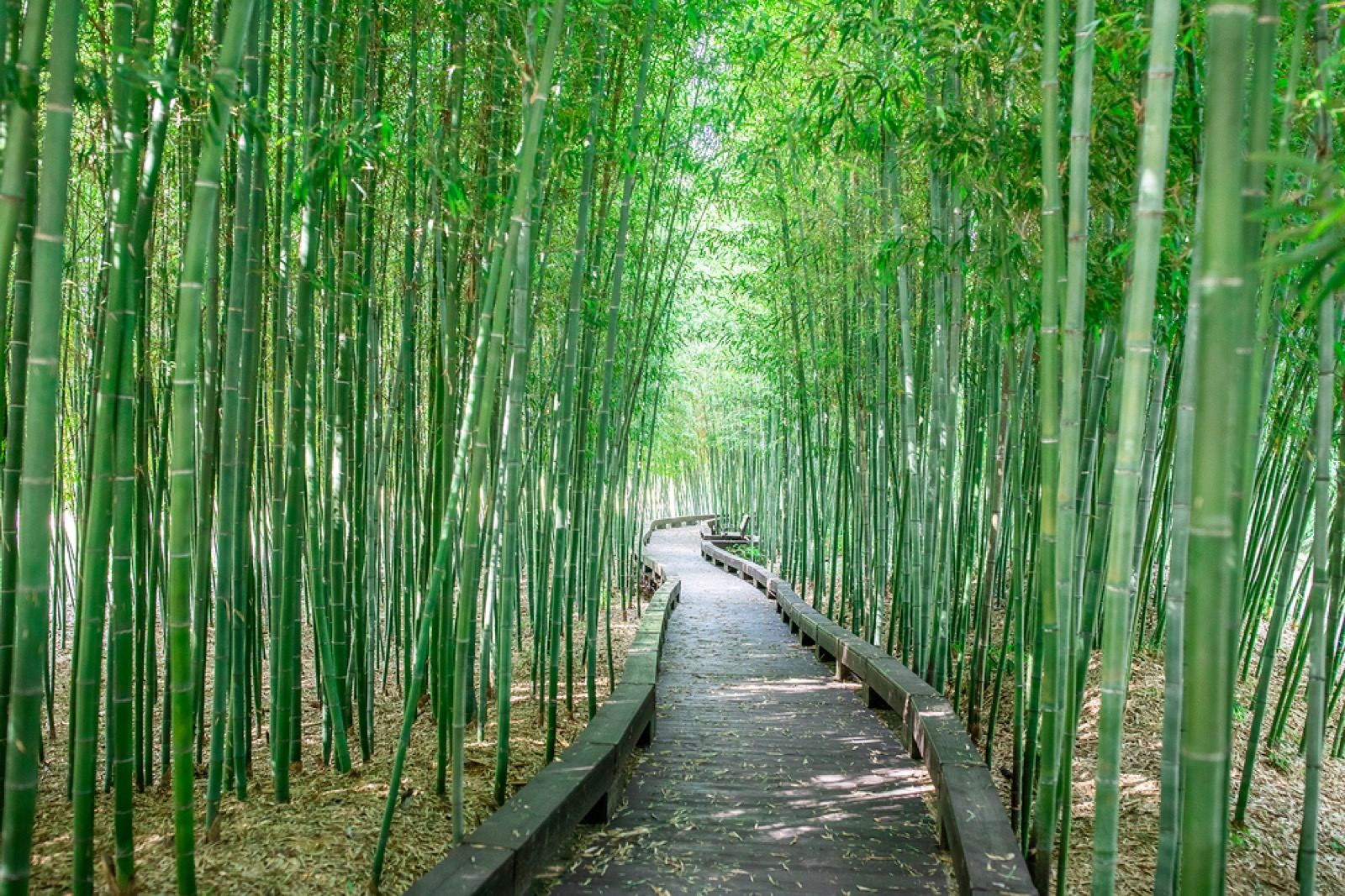 A path winding through a dense green bamboo forest at Juknokwon in Damyang