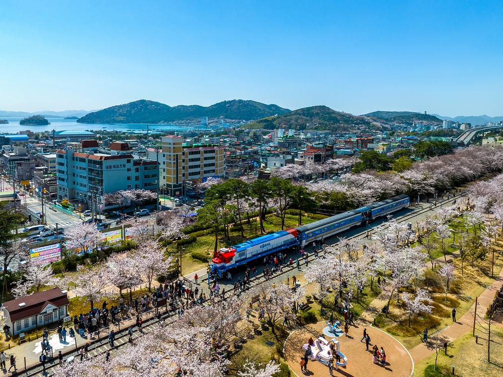 Cherry blossom trees in full bloom arching over old railway tracks at Gyeonghwa Station in Jinhae