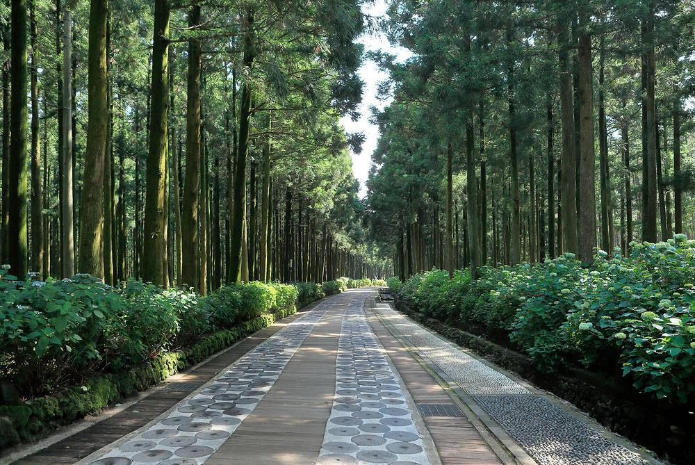 A tree-lined forest walking trail in a Korean recreation forest