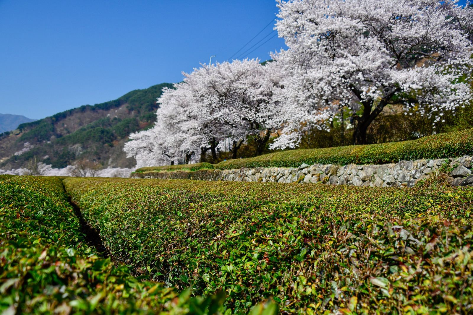 Green tea fields with cherry blossom trees in full bloom along a hillside in Hadong