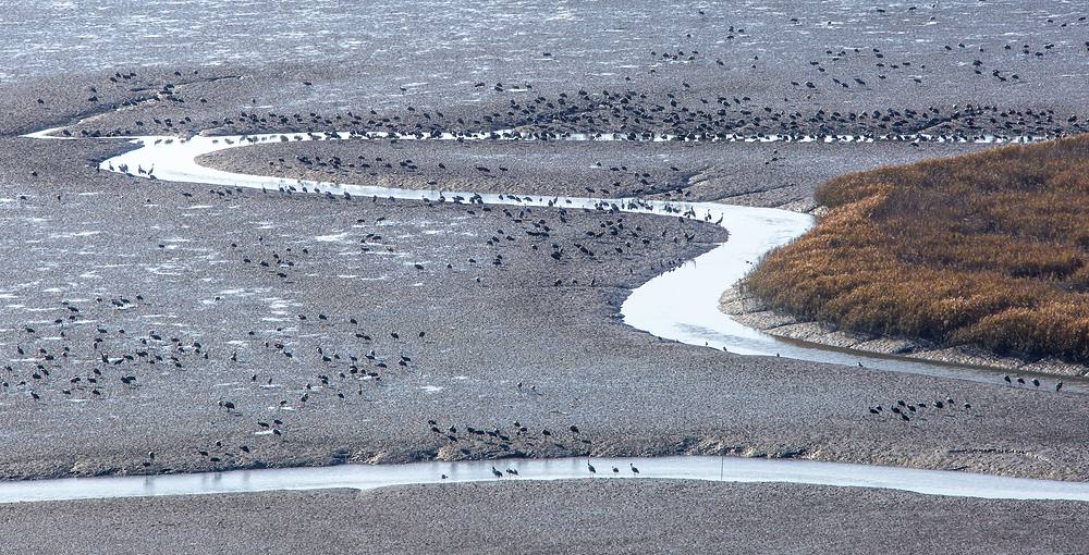 Thousands of migratory birds gathered on the mudflats of Suncheon Bay in winter